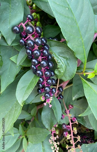 blackberry bush with berries