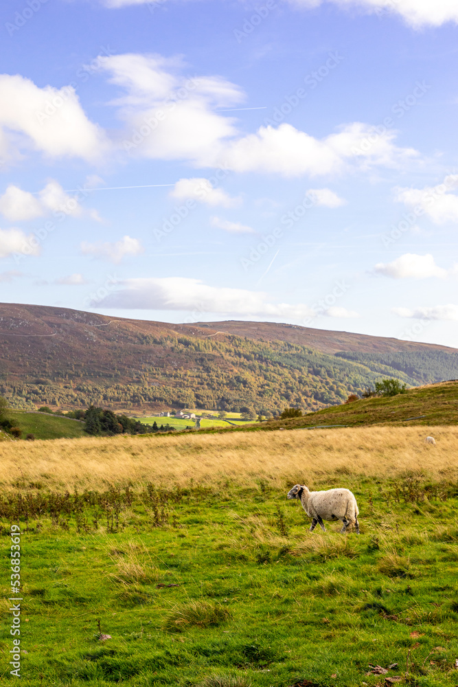 landscape with sheep