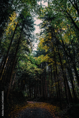 Wald, Herbst, Nebel, Dunst, Blätter, Stimmung, Herbststimmung, Herbstwald, Licht, Sonnenlicht © aBSicht
