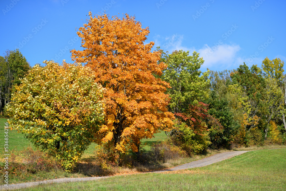 Autumn. Tree with colorful leaves