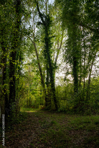 Wald, Bäume, Stimmung, Efeu, Weg, Waldweg © aBSicht