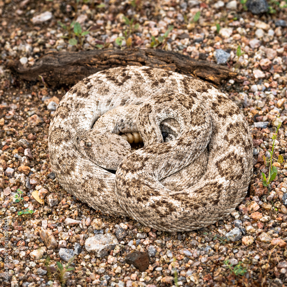 Photograph of a Rattlesnake in the Sonoran Desert. Photograph of a Rattlesnake in the Sonoran Desert.