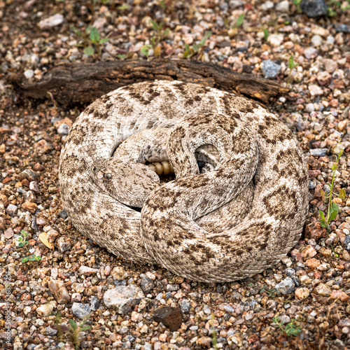 Photograph of a Rattlesnake in the Sonoran Desert.