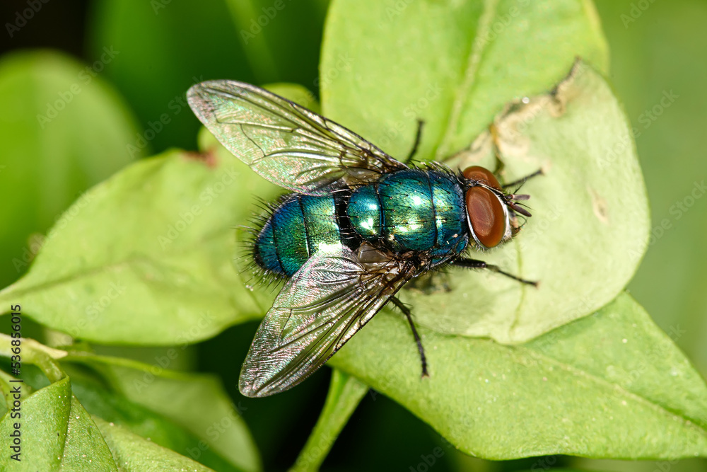 Housefly with red eyes on blade of grass Housefly with red eyes on blade of grass