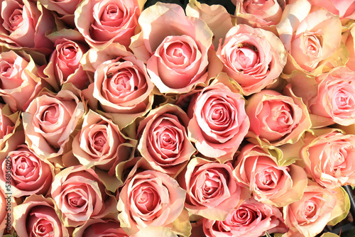 Pale pink roses in bridal arrangement