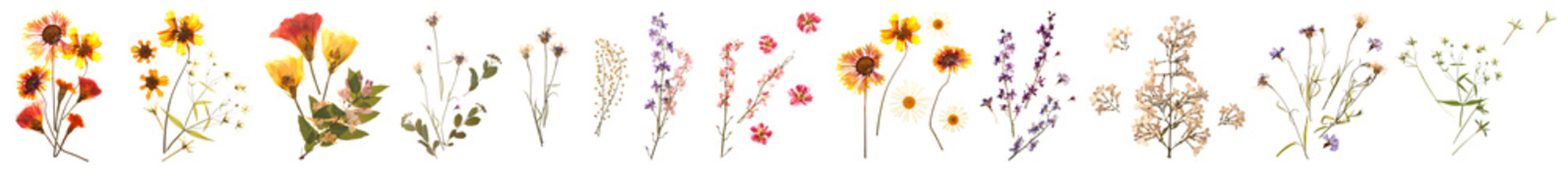 Collage of dried flowers on white background