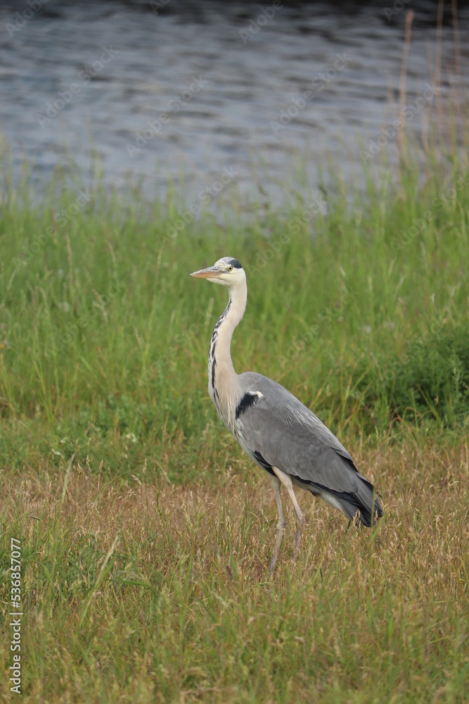 Obraz premium A big grey heron
