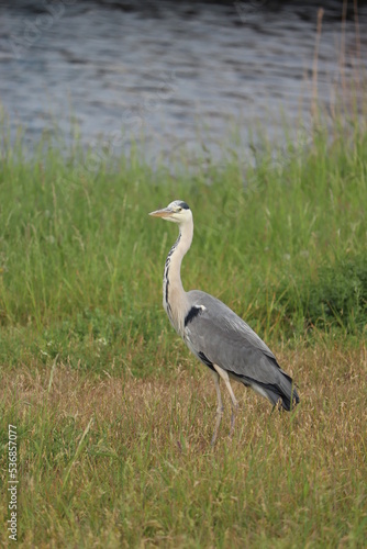 A big grey heron