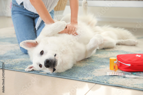 Woman giving first aid to her white dog at home photo