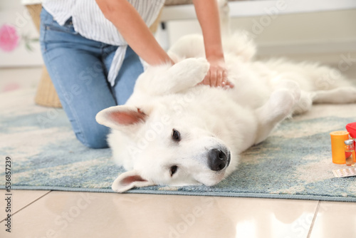 Woman giving first aid to her white dog at home, closeup photo