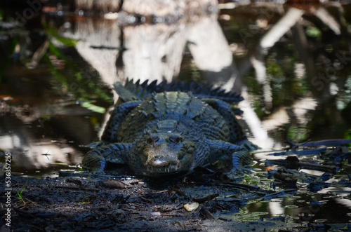 Crocodile