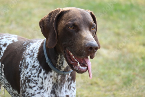 German Shorthaired Pointer male