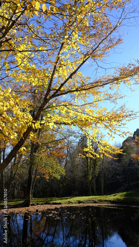 Fototapeta premium Folhas de Outono