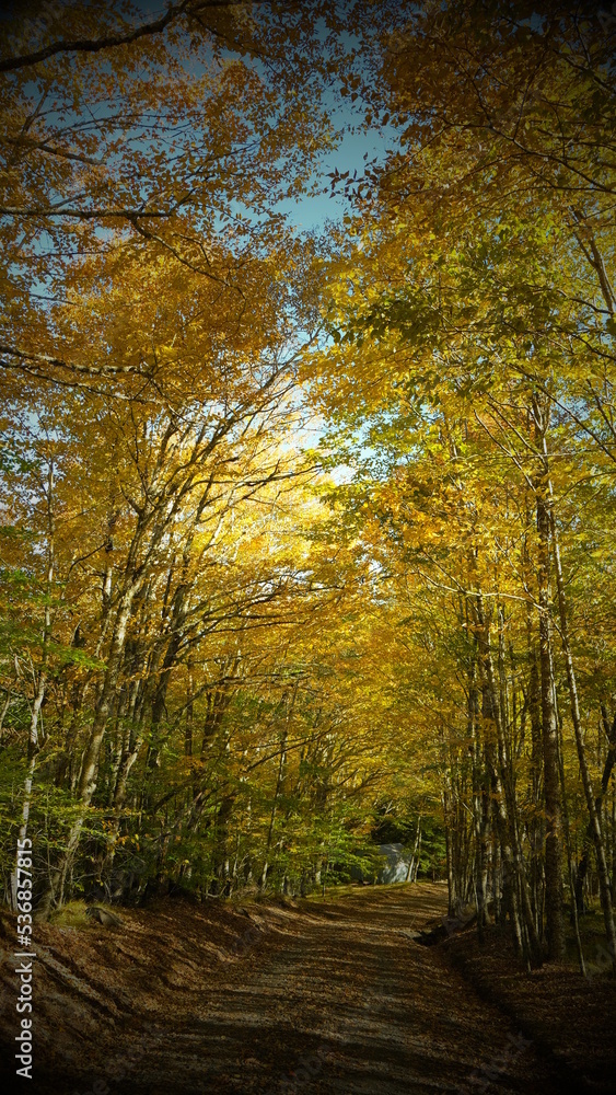 Obraz premium Folhas de Outono