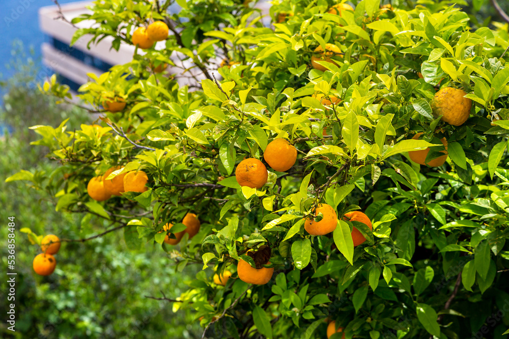 Oranges  tree in Croatia