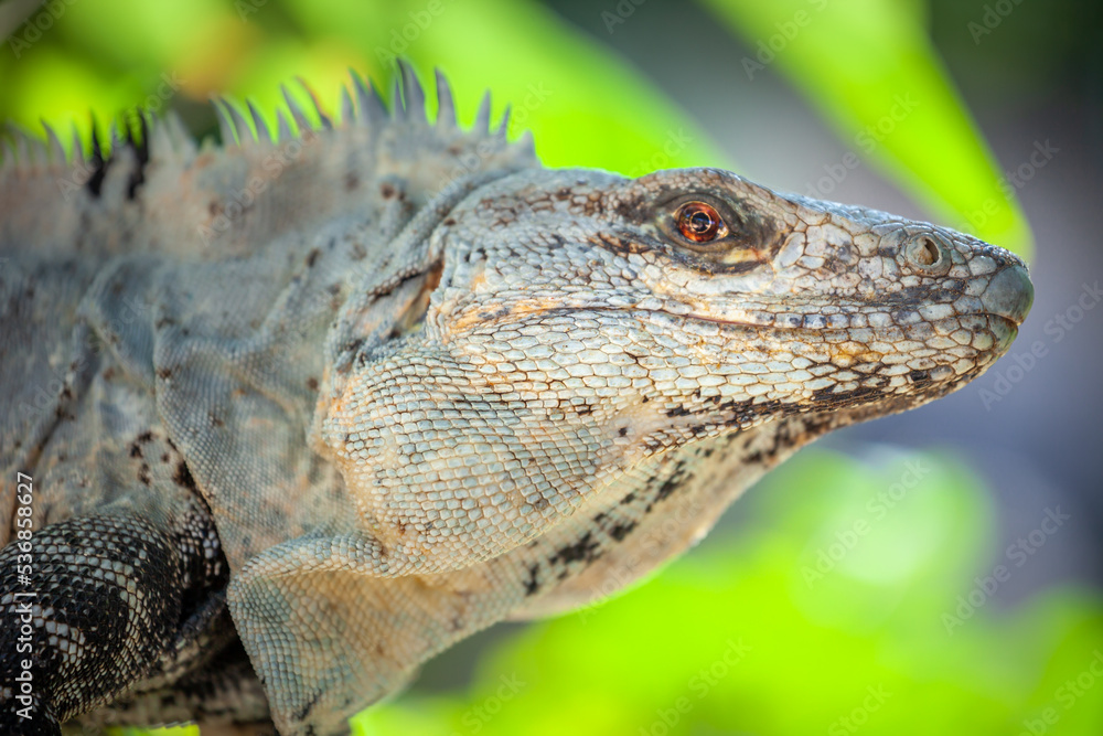 Fototapeta premium Spiny Tailed Iguana close-up at sunny day in Cancun, Mexican Caribbean