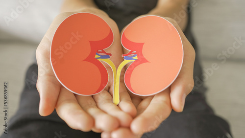Hands holding kidney shape, chronic kidney disease, renal failure concept photo