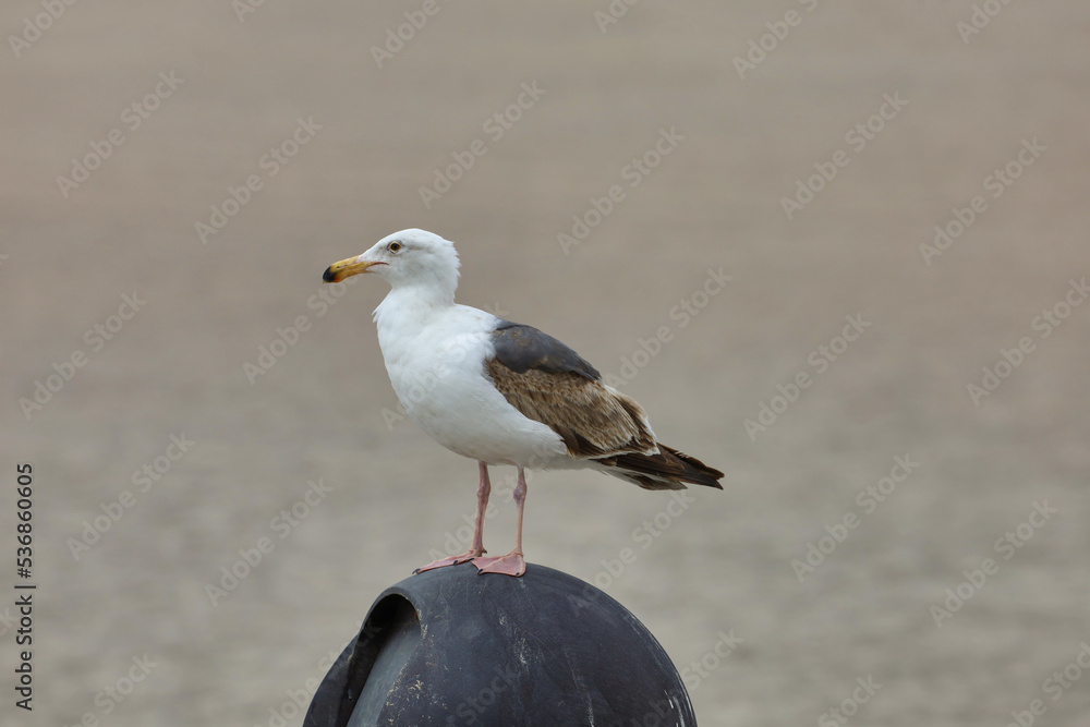 A young western gull mostly white and gray and brown feathers on the back and wings. A young western gull mostly white and gray and brown feathers on the back and wings.