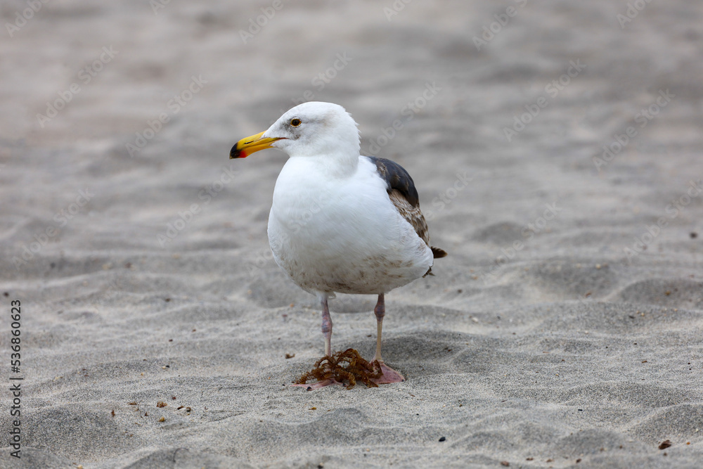 A western seagull with gray and brown wing feathers standing on the sand. A western seagull with gray and brown wing feathers standing on the sand.
