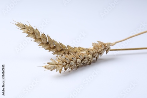Dried ears of wheat isolated on white