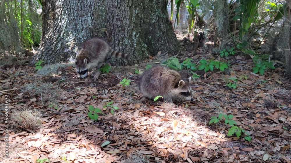 Two Young Raccoons in Florida Park Two Young Raccoons in Florida Park