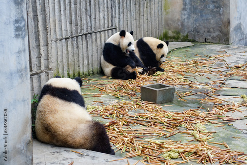 中国 成都のパンダ