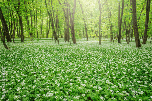 White flowers of the ramsons or wild garlic.