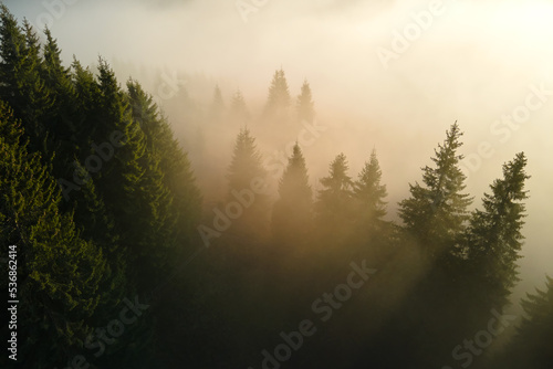 Aerial view of amazing scenery with light beams shining through foggy dark forest with pine trees at autumn sunrise. Beautiful wild woodland at dawn