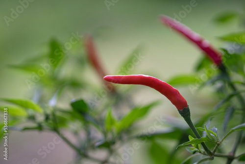 Thai paprika on tree with green leaf