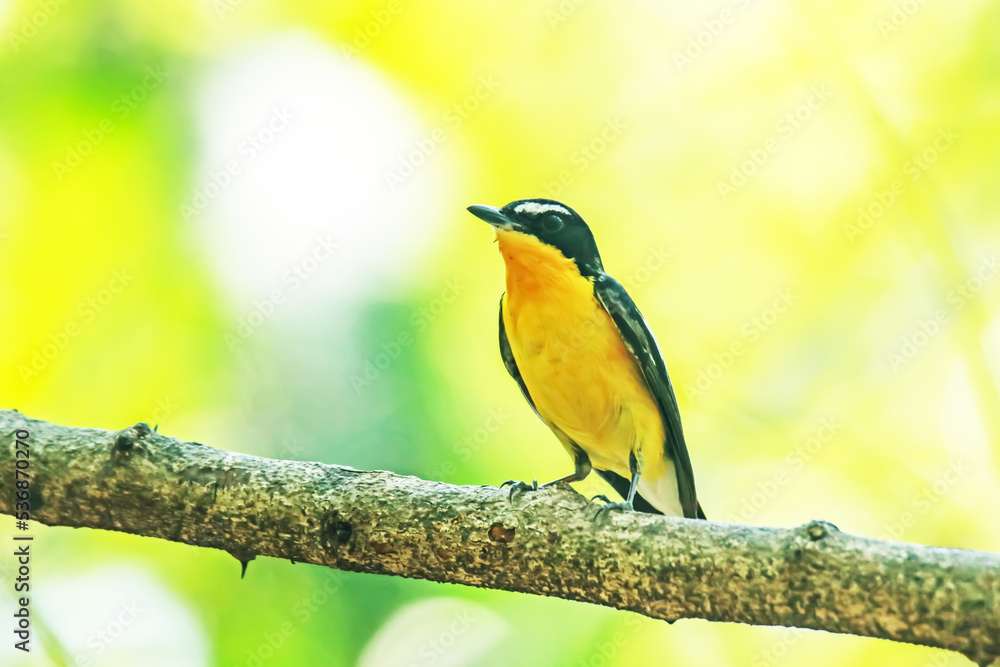 Yellow-rumped Flycatcher on a branch Yellow-rumped Flycatcher on a branch
