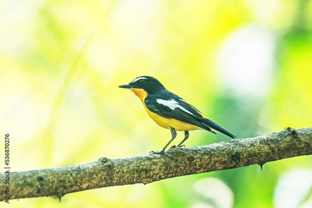 Yellow-rumped Flycatcher on a branch Yellow-rumped Flycatcher on a branch