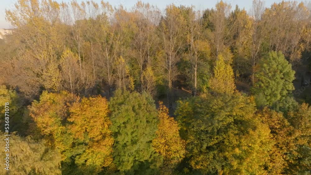 View from the drone on the park in autumn. Beautiful yellow and red leaves in the autumn sunset. Aerial view of golden trees in fall. View from the drone on the park in autumn. Beautiful yellow and red leaves in the autumn sunset. Aerial view of golden trees in fall.