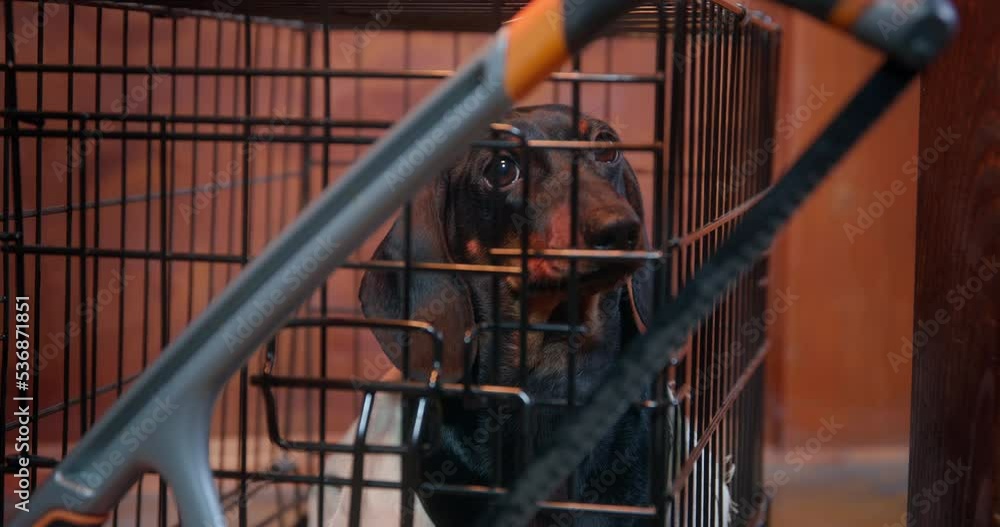 Dog is sitting in cage, saw is raised cutting. Puppy imprisoned in cage
