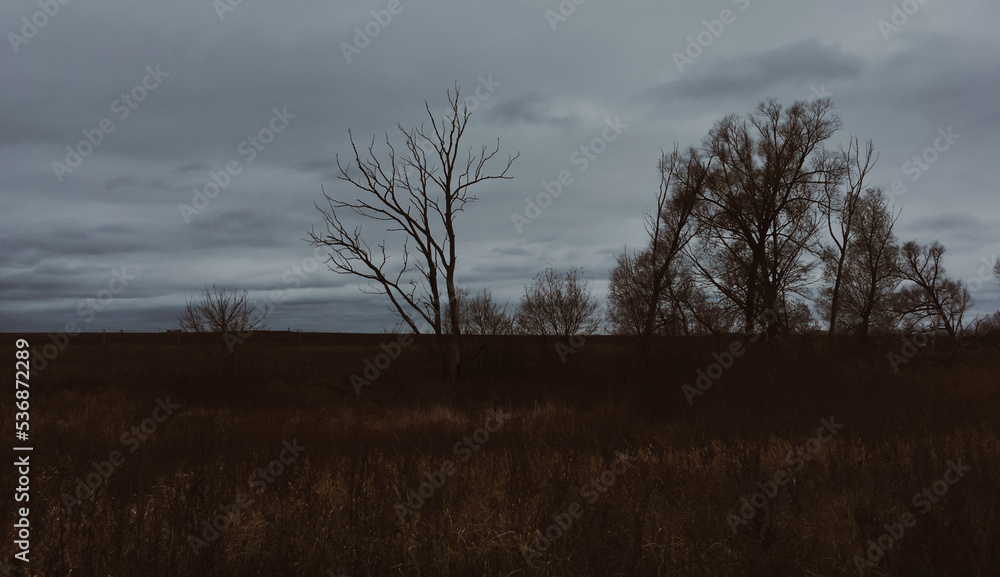 Overgrown agricultural field, dry grass, lonely tree and bush. Gloomy sky, dramatic clouds after the rain. Dark autumn rural scene. Atmospheric landscape. Russia