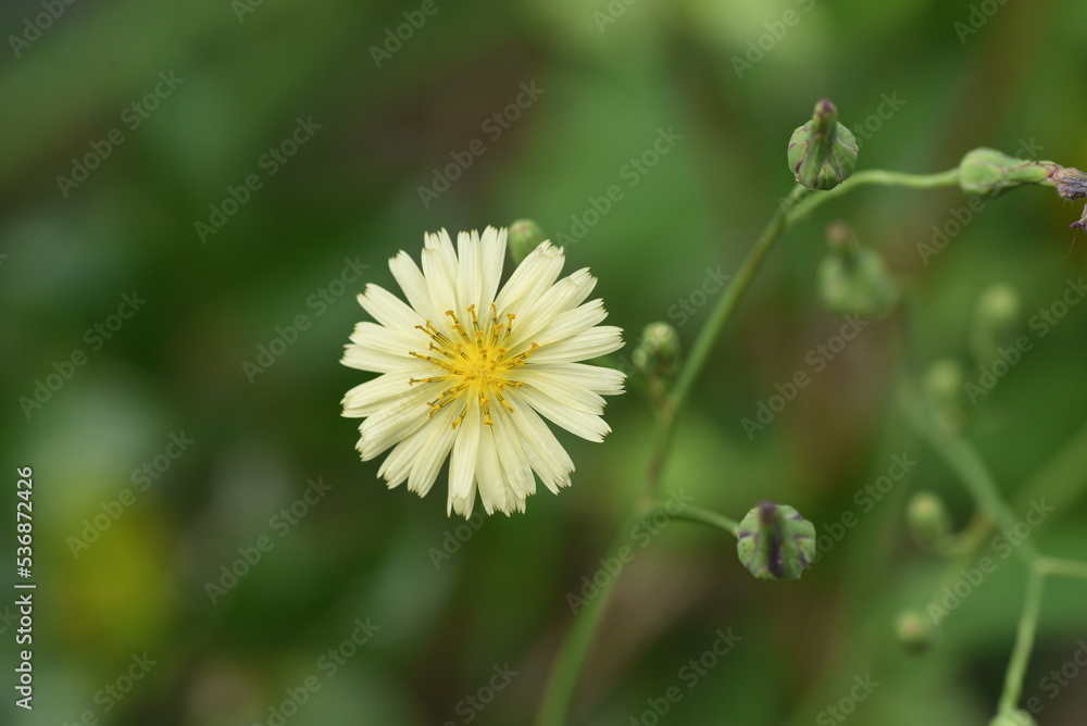 Indian lettuce ( Lactuca indica ) flowers. Asteraceae annual plants. Pale yellow flowers bloom from August to November. When the leaves and stems are cut, a milky liquid is released. Indian lettuce ( Lactuca indica ) flowers. Asteraceae annual plants. Pale yellow flowers bloom from August to November. When the leaves and stems are cut, a milky liquid is released.