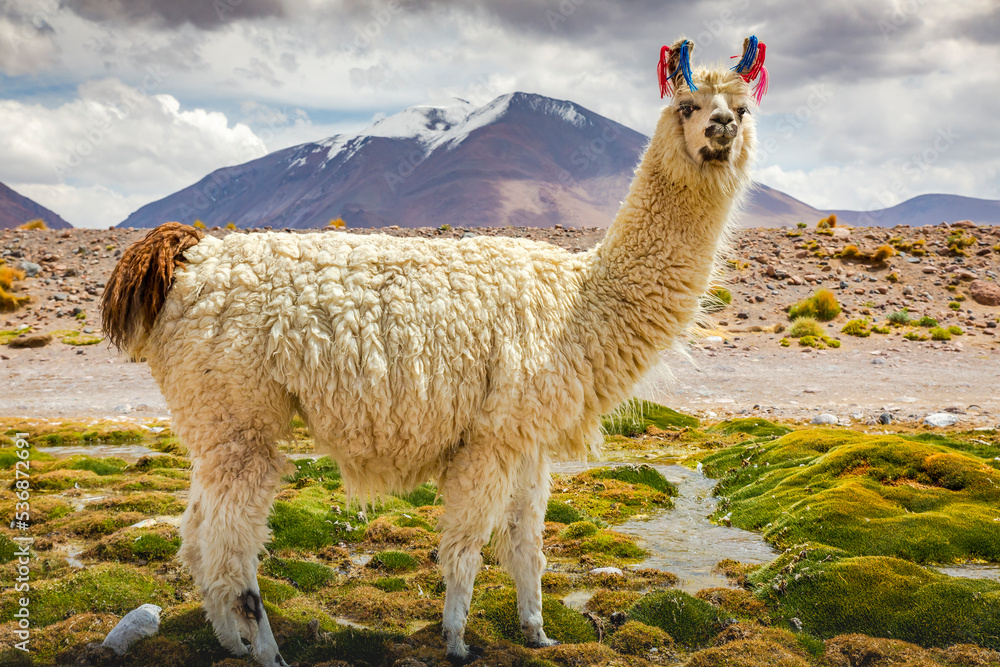 llama in the wild of Atacama Desert, Andes altiplano, Chile