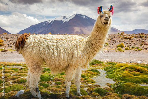 Obraz na płótnie llama in the wild of Atacama Desert, Andes altiplano, Chile w salonie