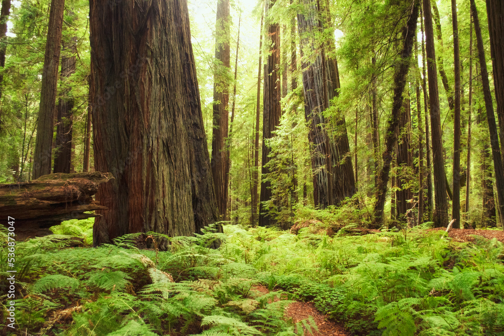 Obraz premium Ferns and Redwoods