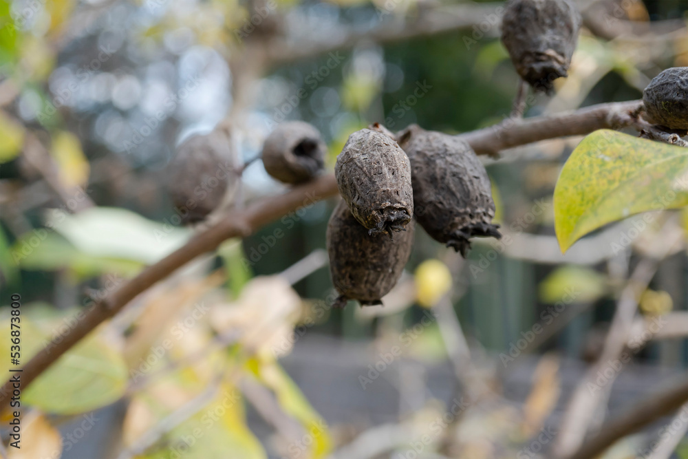 中に種子ができて黒くなったロウバイ（Chimonanthus praecox）の実をクローズアップ