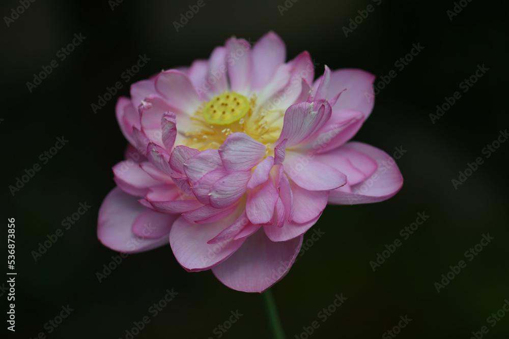Fototapeta premium pink and white lotus flower