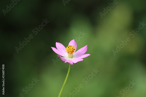 Cambodia. Cosmos is a genus, with the same common name of cosmos, consisting of flowering plants in the sunflower family.