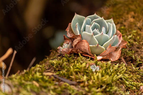 succulent in natural habitat in the center of the town 