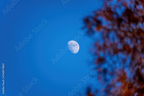 黄葉したメタセコイヤ越しに見上げる青空バックの半月の情景 photo