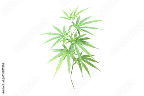 Isolated Cannabis indica plant with clipping paths.