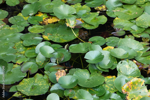 Lotus leaf floating on the pond. green leaves