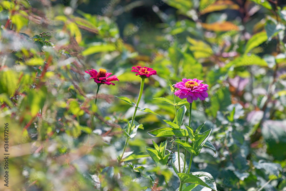 A red flower found by the roadside on a sunny day.