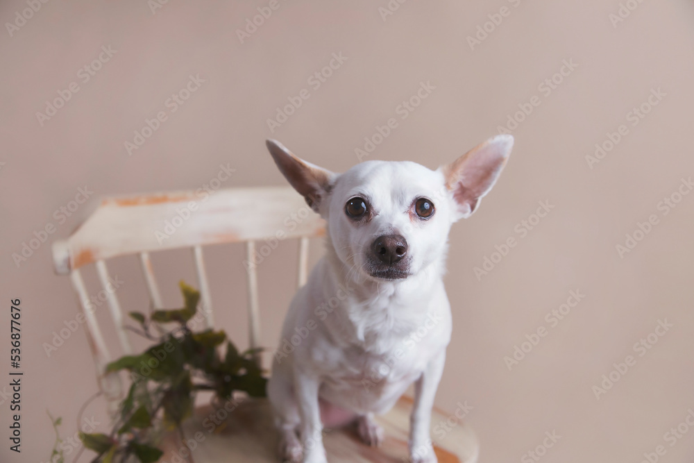 Rescued mixed breed chihuahua dog with pointed ears and bright eyes sits calmly in vintage wooden chair for fancy pet portraits solid tan background