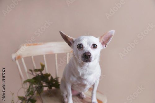 Rescued mixed breed chihuahua dog with pointed ears and bright eyes sits calmly in vintage wooden chair for fancy pet portraits solid tan background