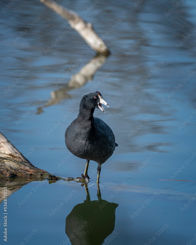 American Coot (Fulica americana) preens itself at the Sepulveda Basin Wildlife Reserve in Van Nuys, CA. American Coot (Fulica americana) preens itself at the Sepulveda Basin Wildlife Reserve in Van Nuys, CA.