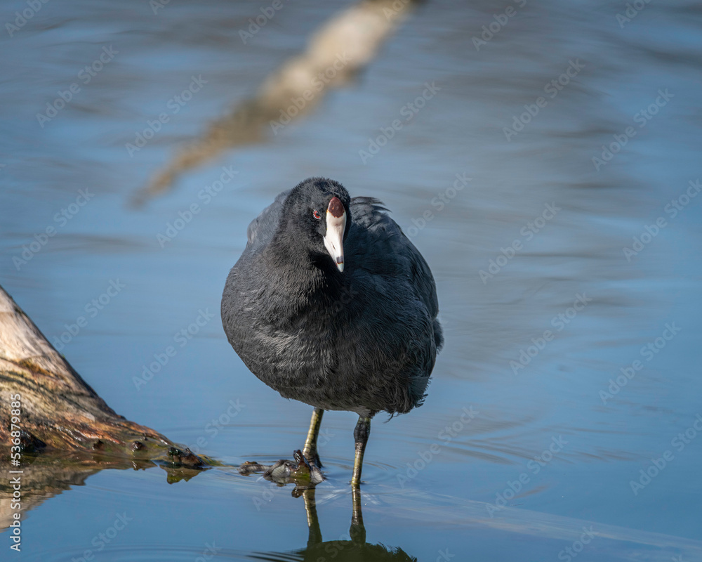 American Coot (Fulica americana) preens itself at the Sepulveda Basin Wildlife Reserve in Van Nuys, CA. American Coot (Fulica americana) preens itself at the Sepulveda Basin Wildlife Reserve in Van Nuys, CA.